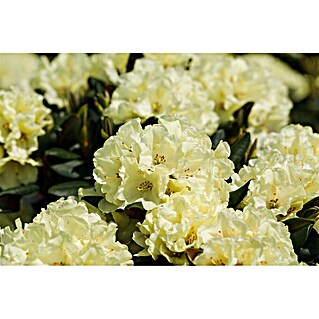 topfpflanze mit großen blüten Latová hortenzie 'Pink Diamond' – velké, bílorůžové květy, květináč 17 main image 1