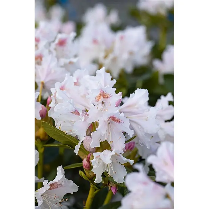 Pflanzen für dich Rhododendron 30-40 cm - Rhododendron 'Cunninghams White', Blütenfarbe: Weiß - Weiße Blüten mit rosa-orange gesprenkelten Zentren und grünen Knospen.