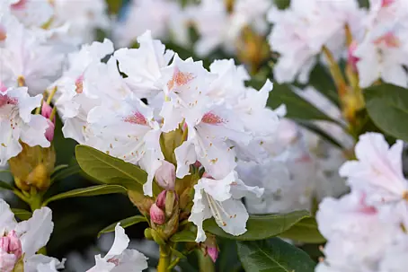 Rhododendren online kaufen bei BAUHAUS