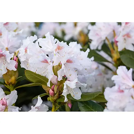 Pflanzen für dich  Rhododendron 40- 50 cm