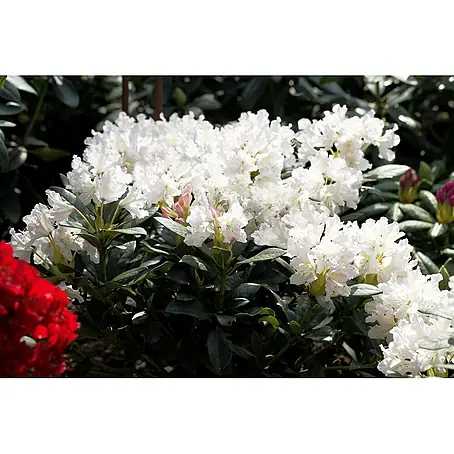 Pflanzen für dich  Rhododendron 50-60 cm