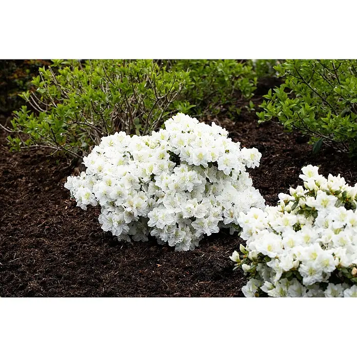 Pflanzen für dich Rhododendron 30-40 cm - Rhododendron 'Cunninghams White', Blütenfarbe: Weiß - Ein lebhafter weißer Azaleenstrauch, bedeckt mit zahlreichen Blüten, gedeiht in dunkler Erde mit grünem Laub im Hintergrund.
