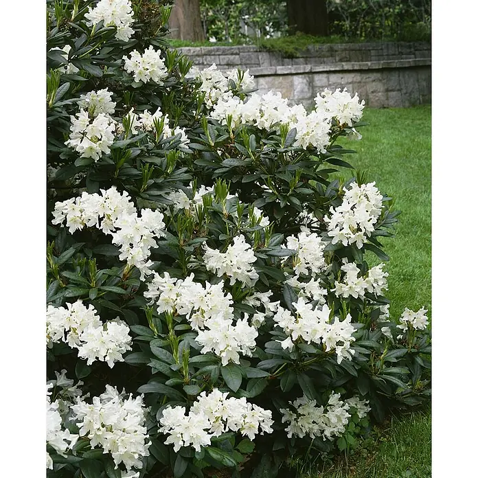 Pflanzen für dich Rhododendron 30-40 cm - Rhododendron 'Cunninghams White', Blütenfarbe: Weiß - Üppiger Rhododendronbusch mit reichlichen Büscheln weißer Blüten und glänzenden dunkelgrünen Blättern in einem Garten.