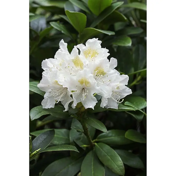 Pflanzen für dich Rhododendron 30-40 cm - Rhododendron 'Cunninghams White', Blütenfarbe: Weiß - Weiße Rhododendronblüten mit gelb-grünen Flecken, blühend inmitten dunkelgrüner Blätter.