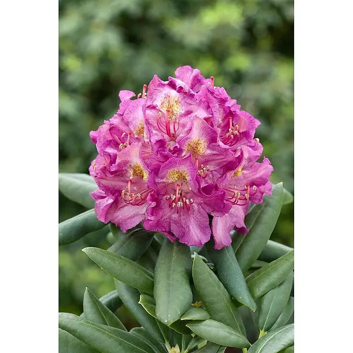 Pflanzen für dich Rhododendron 30-40 cm - Rhododendron yakushimanum 'Bohlken's Lupinenbg.', Blütenfarbe: Rosa - Ein leuchtender Strauß magentafarbener Rhododendronblüten mit gesprenkelter Mitte und markanten Staubblättern, umgeben von grünen Blättern.