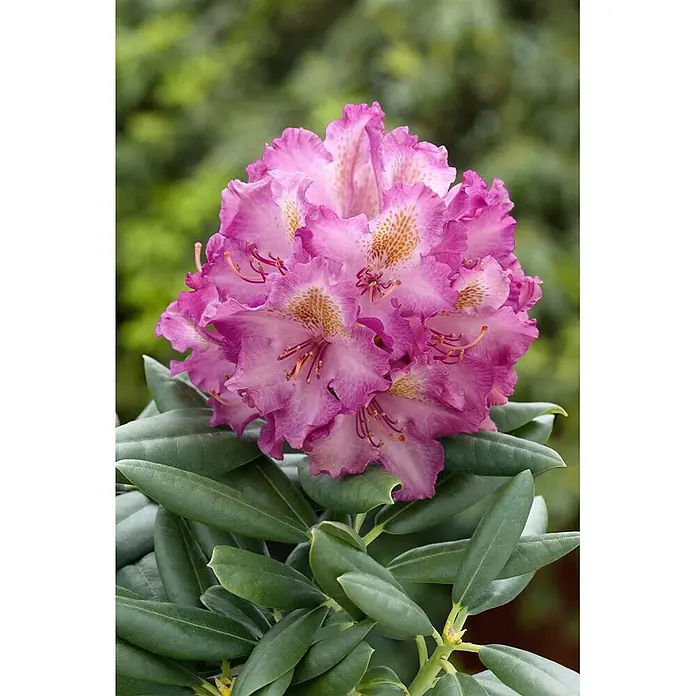 Pflanzen für dich Rhododendron 30-40 cm - Rhododendron yakushimanum 'Bohlken's Lupinenbg.', Blütenfarbe: Rosa - Nahaufnahme eines leuchtenden Büschels rosa Rhododendronblüten mit gelben Flecken und grünen Blättern.