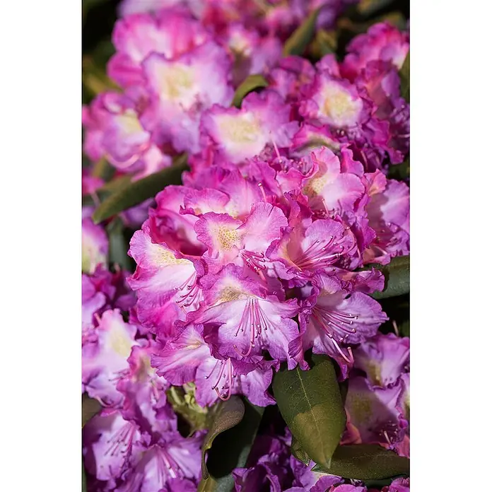 Pflanzen für dich Rhododendron 30-40 cm - Rhododendron yakushimanum 'Bohlken's Lupinenbg.', Blütenfarbe: Rosa - Lebendige pinke und violette Rhododendronblüten mit helleren, gesprenkelten Zentren.
