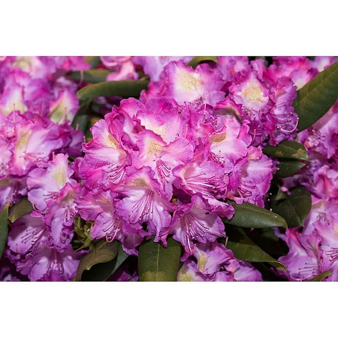 Pflanzen für dich Rhododendron 30-40 cm - Rhododendron yakushimanum 'Bohlken's Lupinenbg.', Blütenfarbe: Rosa - Ein lebendiges Blütenbüschel rosafarbener und violetter Rhododendren mit gekräuselten Blütenblättern und hellgelben Mitten.