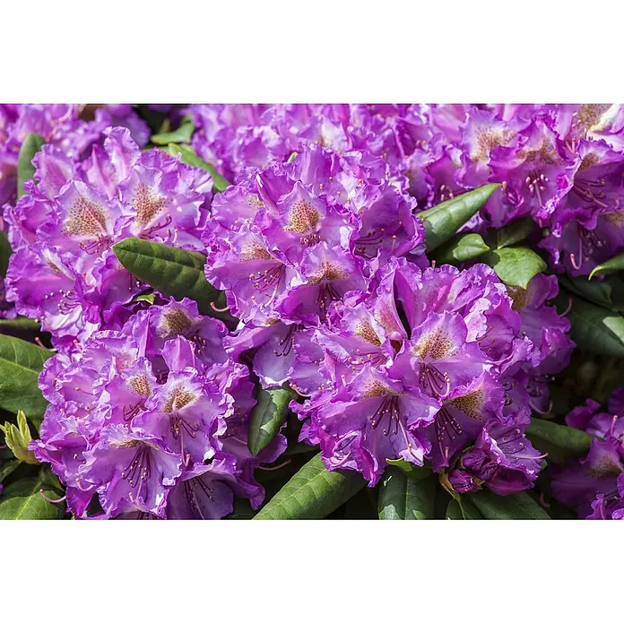 Pflanzen für dich Rhododendron 30-40 cm - Rhododendron yakushimanum 'Bohlken's Lupinenbg.', Blütenfarbe: Rosa - Nahaufnahme leuchtend violetter Rhododendronblüten mit gesprenkelten Zentren und grünen Blättern.
