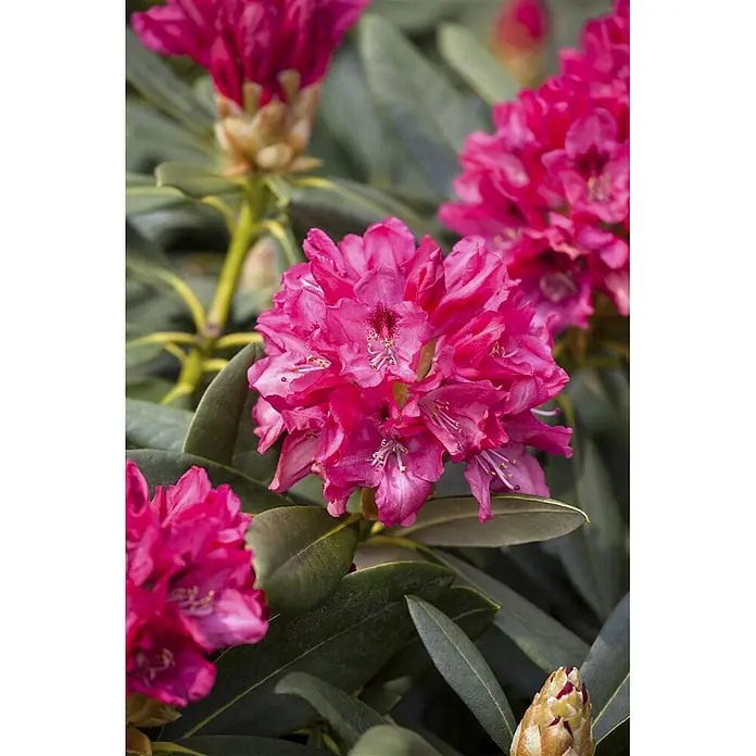 Pflanzen für dich Rhododendron 25-30 cm - Rhododendron yakushimanum 'Sneezy', Blütenfarbe: Rosa - Leuchtend pinkfarbene Rhododendronblüten blühen zwischen üppigen grünen Blättern, einige Knospen sind sichtbar.