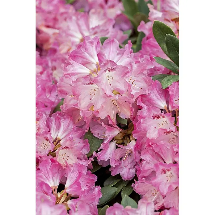 Pflanzen für dich Rhododendron 25-30 cm - Rhododendron yakushimanum 'Sneezy', Blütenfarbe: Rosa - Nahaufnahme leuchtend pinker Rhododendronblüten mit gekräuselten Blütenblättern und Staubgefäßen.