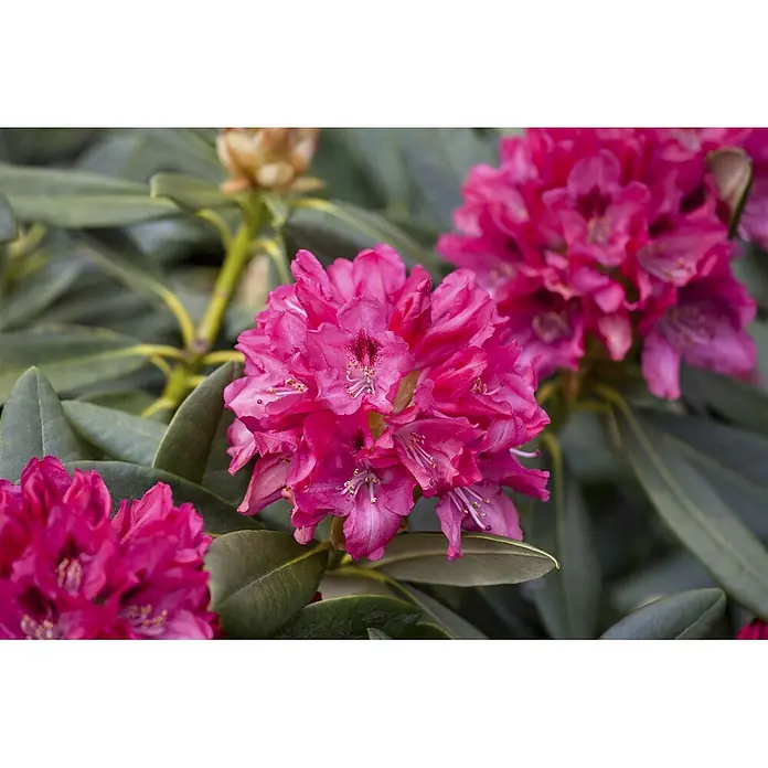 Pflanzen für dich Rhododendron 25-30 cm - Rhododendron yakushimanum 'Sneezy', Blütenfarbe: Rosa - Leuchtend fuchsiafarbene Rhododendronblüten in voller Blüte, eingebettet zwischen grünen Blättern.