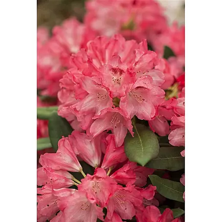 Pflanzen für dich  Rhododendron 25-30 cm