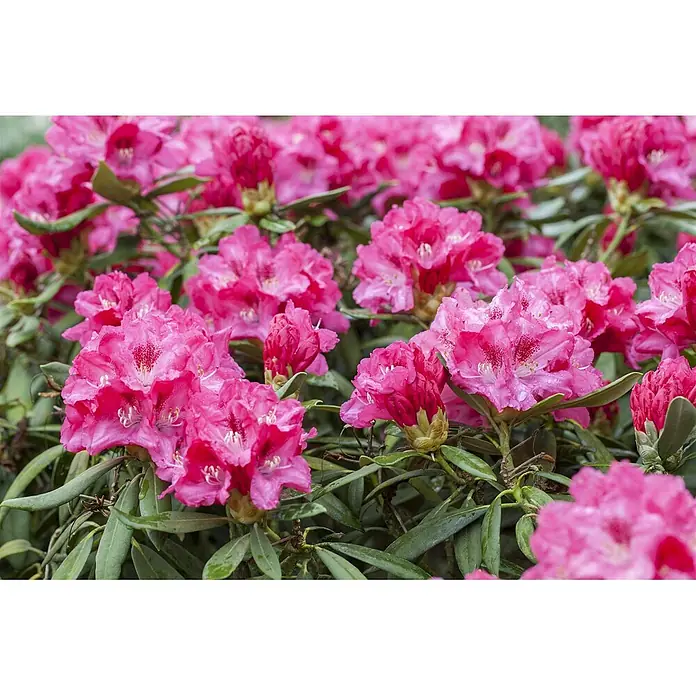 Pflanzen für dich Rhododendron 25-30 cm - Rhododendron yakushimanum 'Sneezy', Blütenfarbe: Rosa - Nahaufnahme von leuchtend rosa Rhododendronblüten an einem Strauch, mit feinen Wassertropfen auf den Blütenblättern.