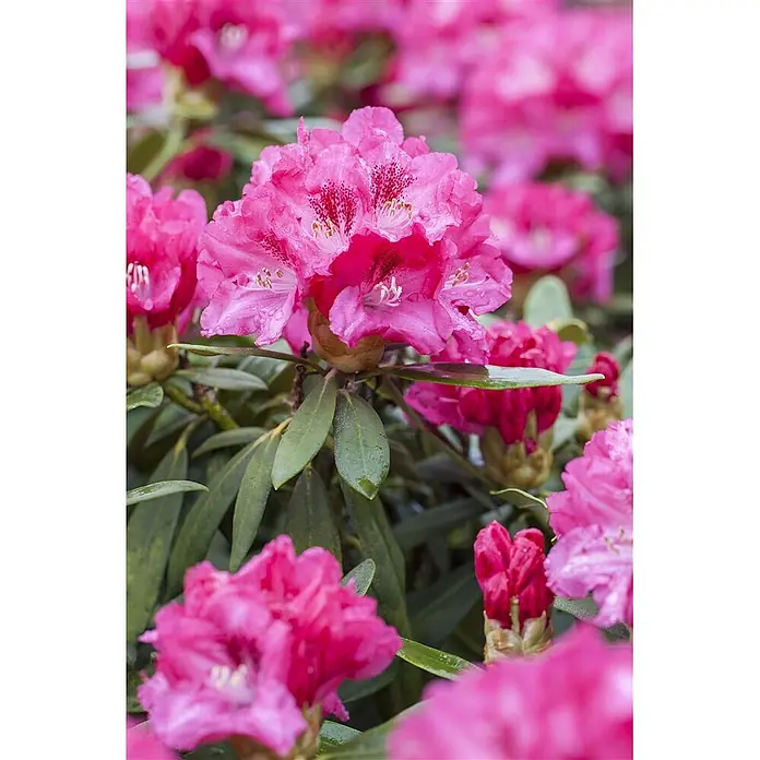 Pflanzen für dich Rhododendron 25-30 cm - Rhododendron yakushimanum 'Sneezy', Blütenfarbe: Rosa - Nahaufnahme leuchtend pinker Rhododendronblüten mit dunkelgrünen Blättern, viele mit Wassertropfen. Einige Blütenblätter haben dunklere Sprenkel.