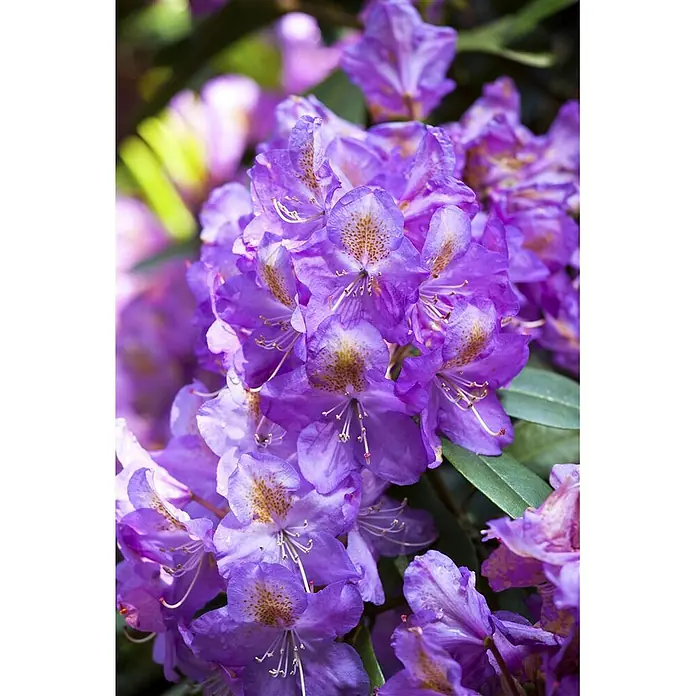 Pflanzen für dich Großblumiger Rhododendron 100-120 cm - Rhododendron 'Lee's Dark Purple', Violett - Leuchtend violette Rhododendronblüten in voller Blüte, mit zarten gelbbraun gesprenkelten Zentren und sichtbaren Staubblättern.