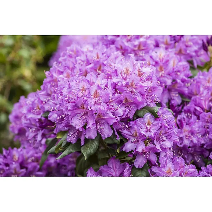 Pflanzen für dich Großblumiger Rhododendron 100-120 cm - Rhododendron 'Lee's Dark Purple', Violett - Lebendige Gruppe violetter Rhododendronblüten in voller Blüte.
