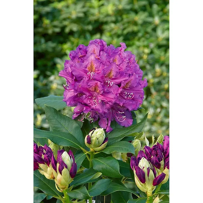 Pflanzen für dich Großblumiger Rhododendron 100-120 cm - Rhododendron 'Lee's Dark Purple', Violett - Leuchtend violette Rhododendronblüte mit markanten Staubgefäßen, umgeben von grünen Blättern und geschlossenen Knospen.