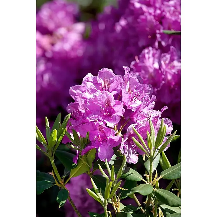 Pflanzen für dich Großblumiger Rhododendron 100-120 cm - Rhododendron 'Lee's Dark Purple', Violett - Leuchtend violette Rhododendronblüten mit grünen Blättern, blühend in einer Gartenlandschaft.