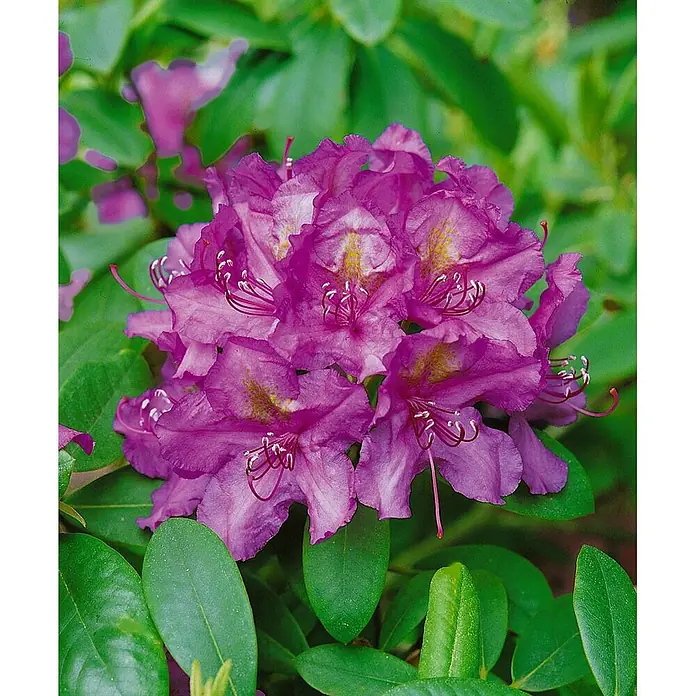 Pflanzen für dich Großblumiger Rhododendron 100-120 cm - Rhododendron 'Lee's Dark Purple', Violett - Büschel magentafarbener Blüten mit auffälligen Staubblättern, umgeben von üppig grünen Blättern.