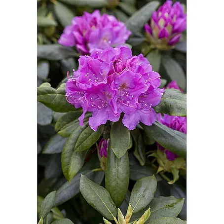 Pflanzen für dich  Großblumiger Rhododendron 100-120 cm