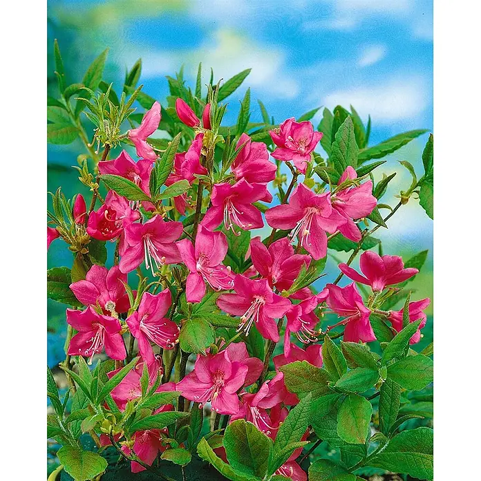 Pflanzen für dich Rhododendron 50-60 cm - Rhododendron albrechtii, Blütenfarbe: Rosa - Lebhafte pinke Azaleenpflanze in voller Blüte mit grünen Blättern vor einem blauen Himmel.