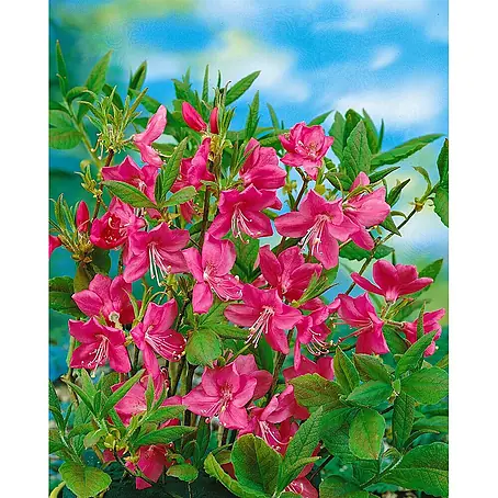 Pflanzen für dich  Rhododendron 50-60 cm