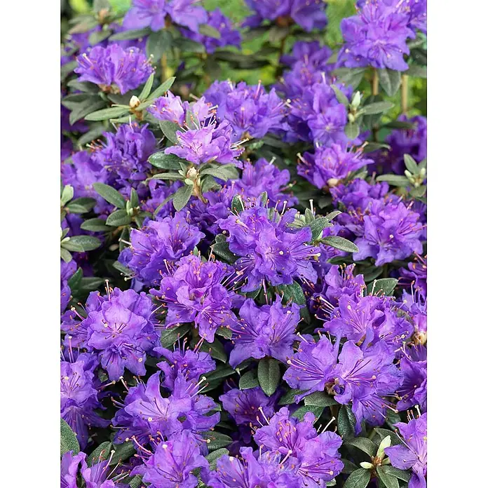 Pflanzen für dich Rhododendron 50-60 cm - Rhododendron russatum 'Enziana', Blütenfarbe: Blau - Tiefviolette Rhododendronblüten in voller Blüte.