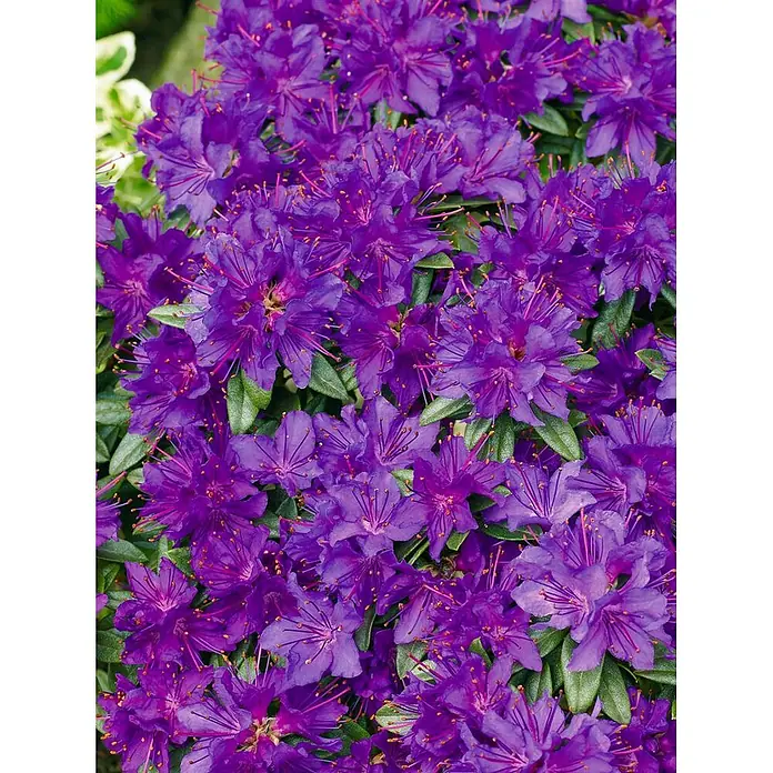 Pflanzen für dich Rhododendron 50-60 cm - Rhododendron russatum 'Enziana', Blütenfarbe: Blau - Leuchtend violette Blüten mit auffälligen Staubblättern.