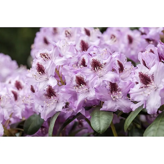 Pflanzen für dich Großblumiger Rhododendron 100-120 cm - Rhododendron 'Humboldt', Rot - Gruppe lilafarbener Rhododendronblüten mit dunklen rot gesprenkelten Markierungen.
