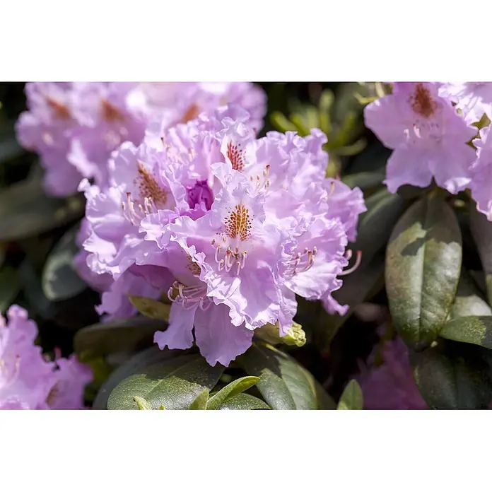 Pflanzen für dich Großblumiger Rhododendron 100-120 cm - Rhododendron 'Humboldt', Rot - Helle lila Blüten mit gerüschten Blütenblättern und orange gesprenkelten Zentren blühen zwischen grünen Blättern.