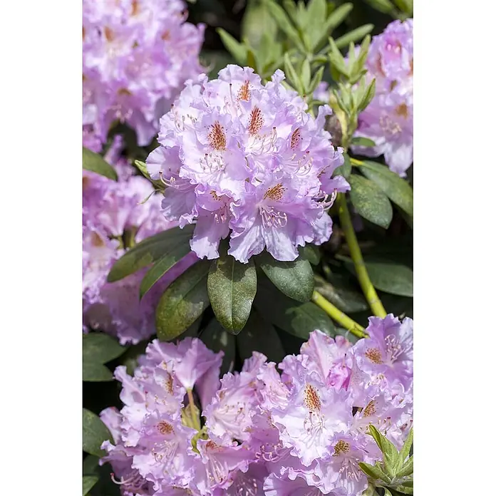 Pflanzen für dich Großblumiger Rhododendron 100-120 cm - Rhododendron 'Humboldt', Rot - Nahaufnahme leuchtend hellvioletter Rhododendronblüten mit grünen Blättern.