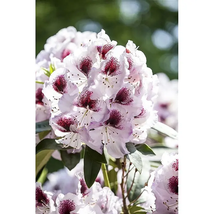 Pflanzen für dich Großblumiger Rhododendron 100-120 cm - Rhododendron 'Humboldt', Rot - Ein großer Blütenstand aus hellvioletten und weißen Blüten mit dunkelroten gesprenkelten Zentren und markanten Staubblättern, in voller Blüte.