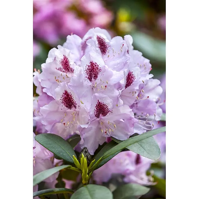 Pflanzen für dich Großblumiger Rhododendron 100-120 cm - Rhododendron 'Humboldt', Rot - Nahaufnahme einer blühenden Rhododendronblüte: hellviolette Blütenblätter mit dunkelroten Sprenkeln. Grüne Blätter unten sichtbar.