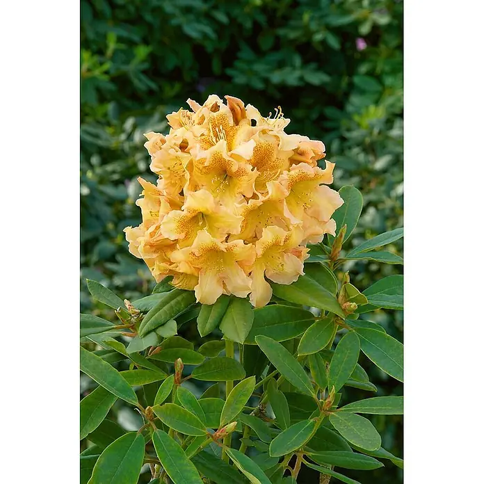 Pflanzen für dich Rhododendron 30-40 cm - Rhododendron 'Bernstein', Blütenfarbe: Gelb - Gelber Rhododendron-Blütenstand mit orangefarbenen Sprenkeln.