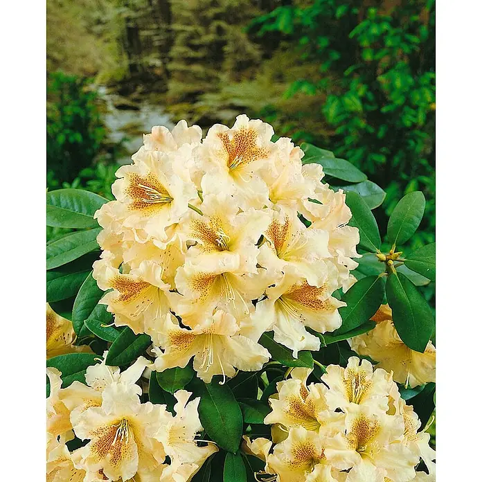Pflanzen für dich Rhododendron 30-40 cm - Rhododendron 'Bernstein', Blütenfarbe: Gelb - Gruppe blassgelber Blüten mit rotbraun gesprenkelten Zentren, umgeben von leuchtend grünen Blättern.