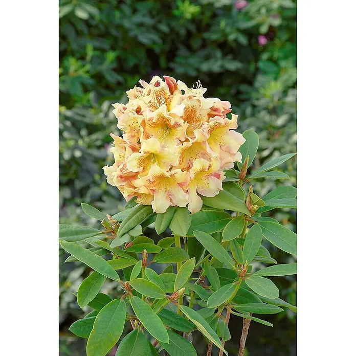 Pflanzen für dich Rhododendron 30-40 cm - Rhododendron 'Bernstein', Blütenfarbe: Gelb - Leuchtend gelbe und rosafarbene Rhododendronblüten inmitten üppiger grüner Blätter.