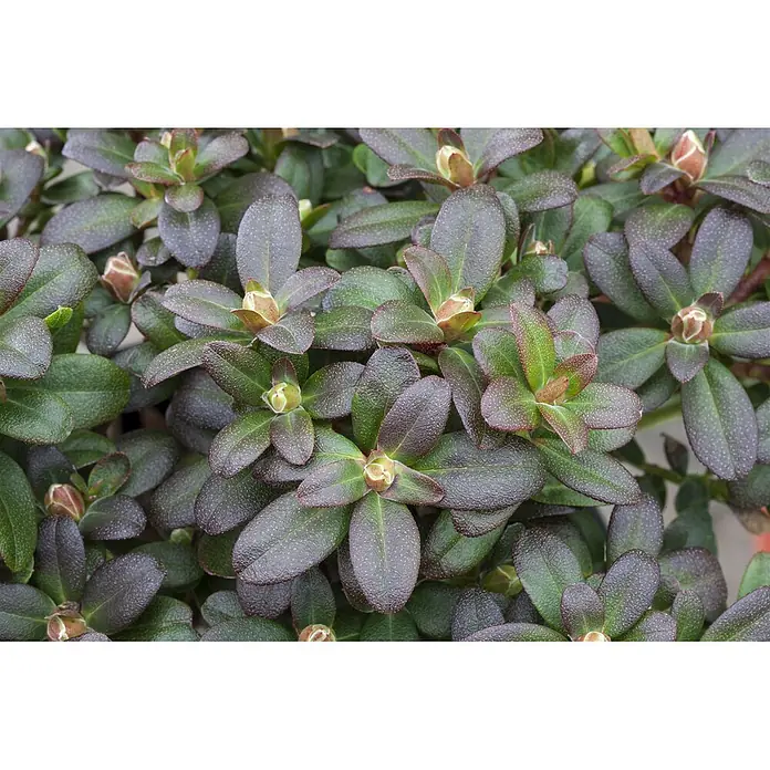 Pflanzen für dich Zwergrhododendron 15-20 cm - Rhododendron hanceanum 'Shamrock', Gelb - Kompakter Rhododendronstrauch mit strukturierten dunkelgrünen und rötlichen Blättern sowie hellbraunen Blütenknospen.