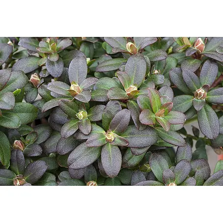 Pflanzen für dich  Zwergrhododendron 15-20 cm