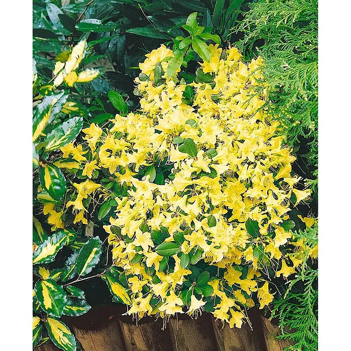 Pflanzen für dich Zwergrhododendron 15-20 cm - Rhododendron hanceanum 'Shamrock', Gelb - Lebhaft gelbe glockenförmige Blüten an einem grünblättrigen Strauch in einem Garten.
