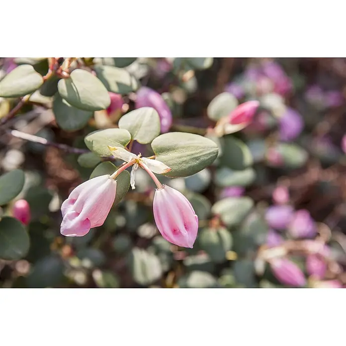 Pflanzen für dich Rhododendron 40-50 cm - Rhododendron williamsianum, Blütenfarbe: Rosa - Zwei zarte rosa Blütenknospen an einem Zweig mit kleinen grünen Blättern, umgeben von weiteren unscharfen rosa Blüten.