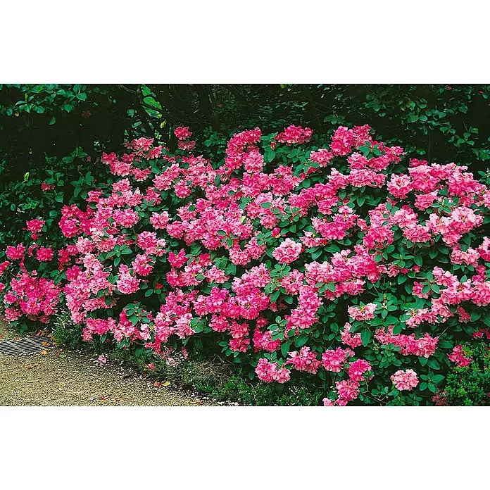 Pflanzen für dich Rhododendron 40-50 cm - Rhododendron williamsianum, Blütenfarbe: Rosa - Ein üppiger, dichter Strauch mit leuchtend rosa Rhododendronblüten in voller Pracht.