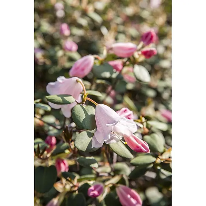 Pflanzen für dich Rhododendron 40-50 cm - Rhododendron williamsianum, Blütenfarbe: Rosa - Nahaufnahme von hellrosa glockenförmigen Blüten mit grünen Blättern an einer Pflanze.
