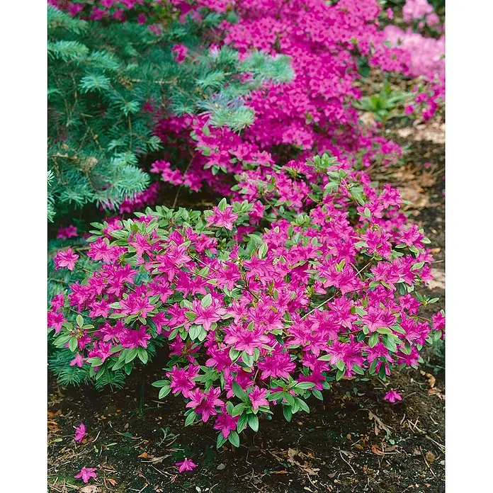 Pflanzen für dich Rhododendron 40-50 cm - Rhododendron williamsianum, Blütenfarbe: Rosa - Leuchtend pinkfarbener Azaleenstrauch in voller Blüte neben einem blaugrünen Nadelbaum im Garten.