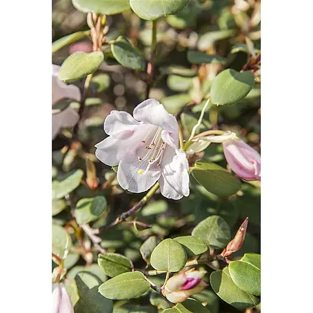 Pflanzen für dich  Rhododendron 25-30 cm