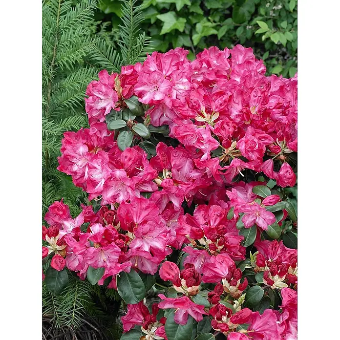 Pflanzen für dich Rhododendron 40-50 cm - Rhododendron williamsianum, Blütenfarbe: Rosa - Leuchtend pinkfarbene Rhododendronblüten in voller Pracht, umgeben von dichtem Grün und Nadelbaumzweigen.