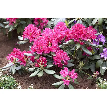 Pflanzen für dich  Rhododendron 40- 50 cm