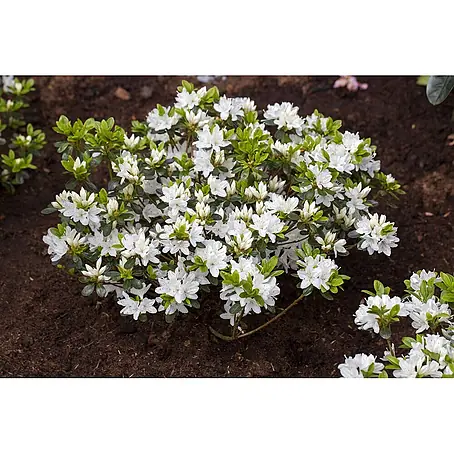 Pflanzen für dich  Rhododendron 15- 20 cm