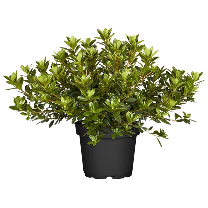 Pflanzen für dich Rhododendron 15- 20 cm - Rhododendron obtusum 'Kermesina Alba', Blütenfarbe: Weiß - Üppige Grünpflanze mit dichtem Laub in einem schwarzen Kunststofftopf.