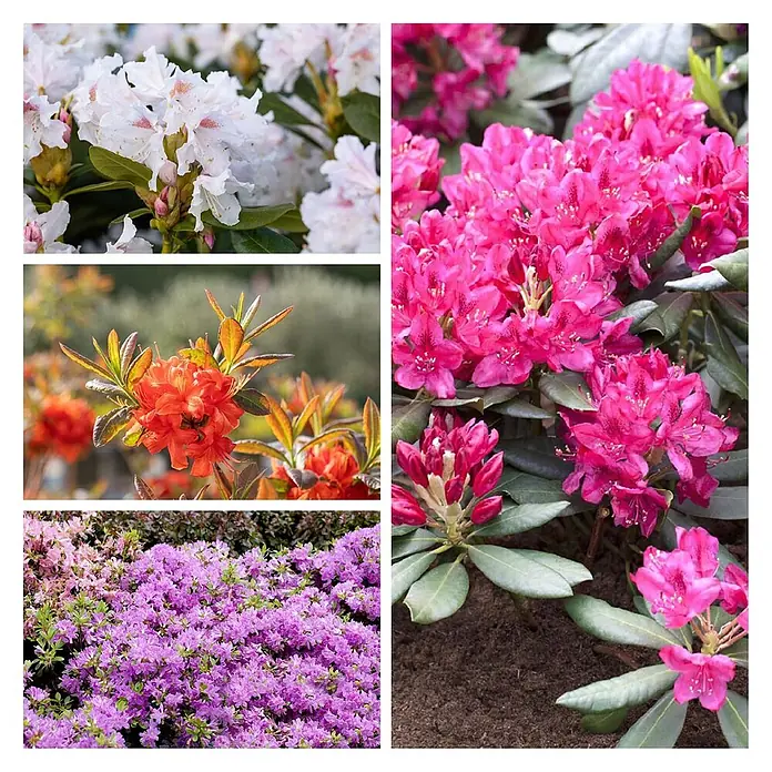 Pflanzen für dich Rhododendron 20- 25 cm - Rhododendron impeditum 'Azurika', Blütenfarbe: Blau - Kollage leuchtender Rhododendronblüten in Weiß, Orange, Rosa und Violett.